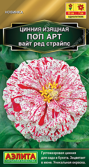 Цинния Поп арт вайт ред страйпс