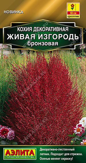 Кохия Живая изгородь бронзовая