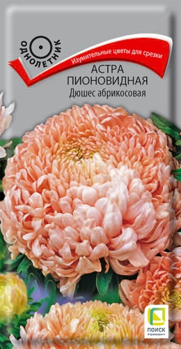 astra_pion_dushes_abrikosovaya