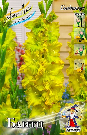 Gladiolus Blitz