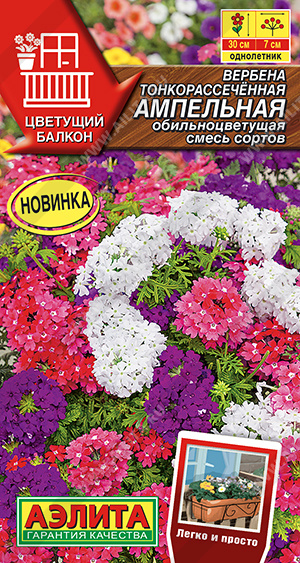 Вербена ампельная