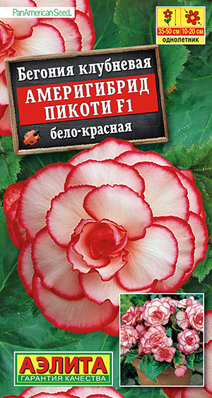 Бегония Америгибрид Пикоти F1 бело-красная_ЦП