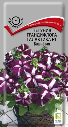 petunia_grandiflora_galaktika_f1_vishnevaya