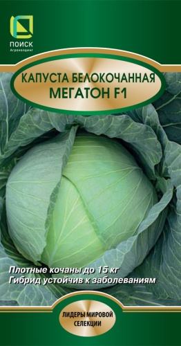kapusta_belokoch_megaton_f1