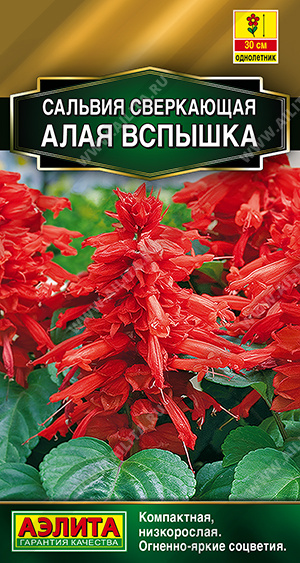 Сальвия Алая вспышка