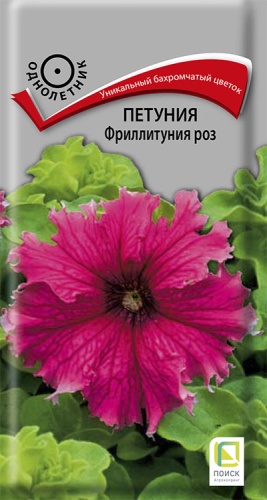 petunia_frillitunia_rouz