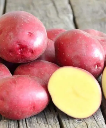 ред скартлет