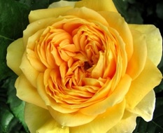 Роза Голден зест