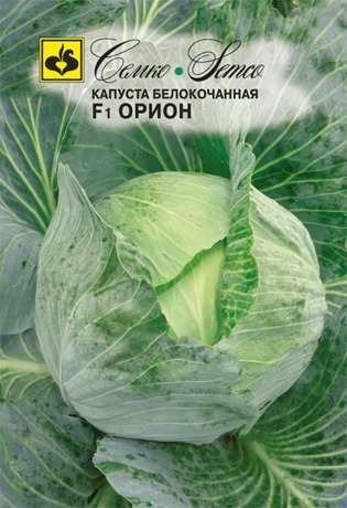kapusta_belokochannaya_orion