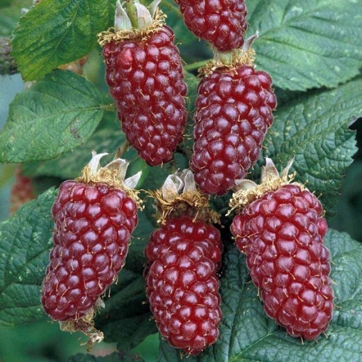 ezhemalina-tajberri-1