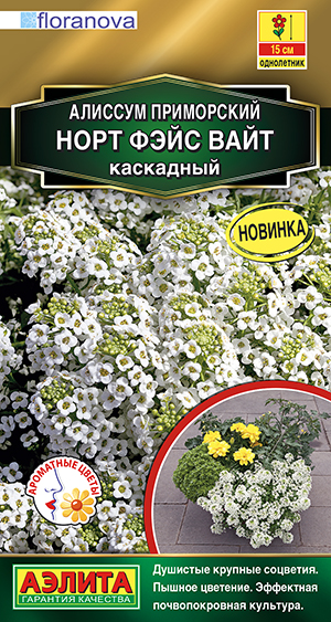 Алиссум Норт фэйс вайт каскадный_ЦП