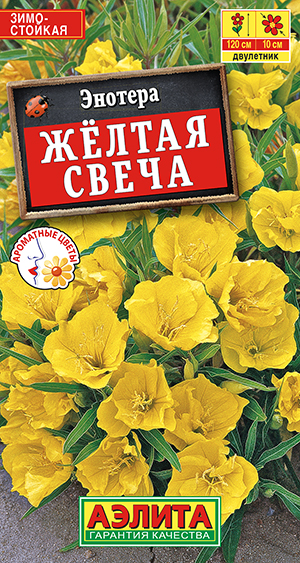 Энотера Желтая свеча_ЦП