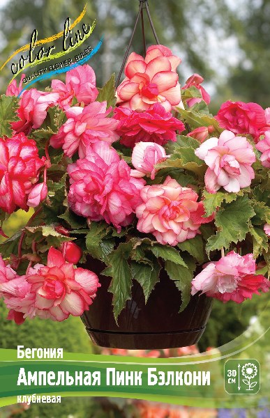 Begonia Cascade Balcony - Pink Balcony