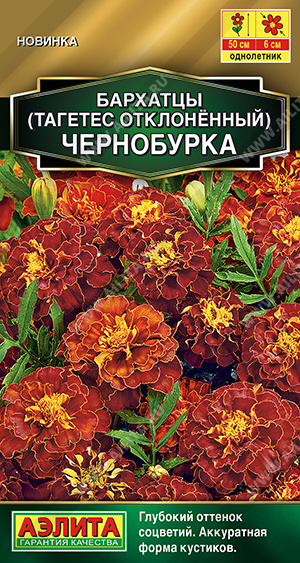Бархатцы Чернобурка отклоненные