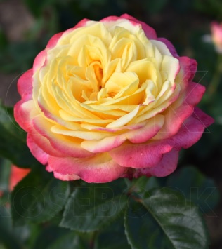 Роза Кордес Джубили