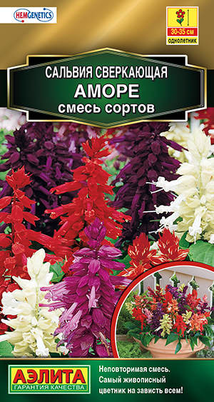 Сальвия Аморе, смесь сортов_ЦП