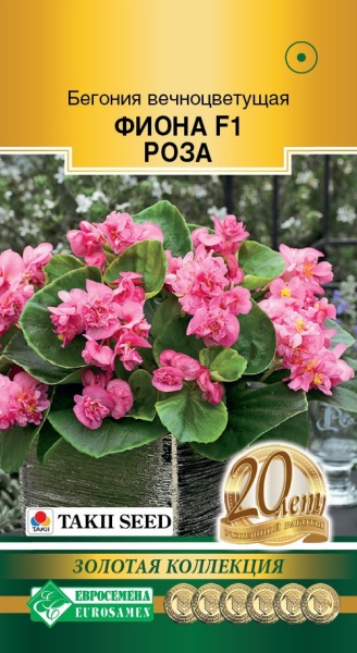 Бегония Фиона Роза