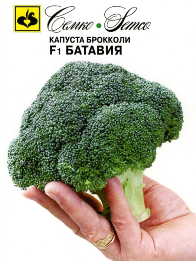 kapusta_brokkoli_bataviya