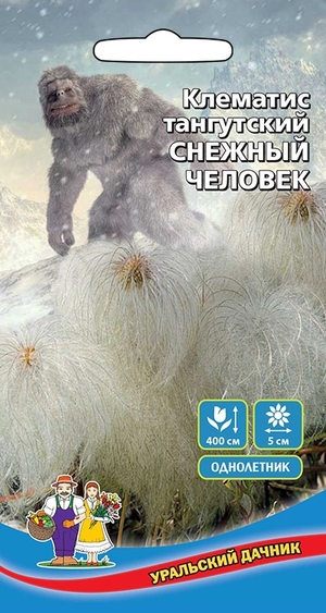 klematis-tangutskiy-snezhnyy-chelovek