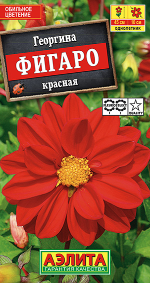 Георгина Фигаро махровая красная_ЦП