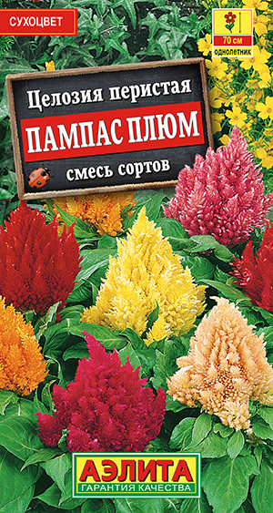 Целозия перистая Пампас Плюм, смесь сортов_ЦП