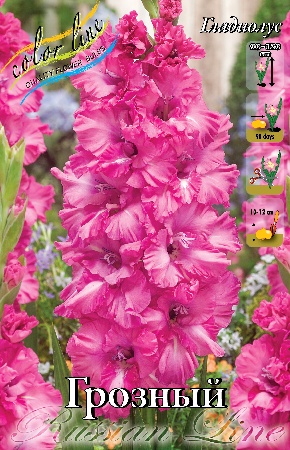 Gladiolus Grozny