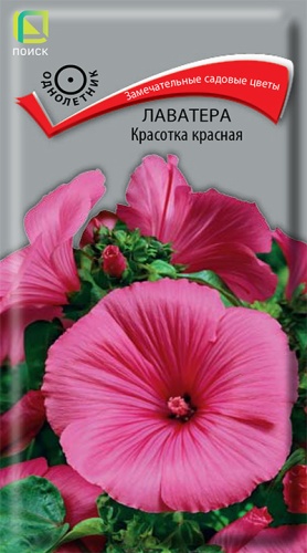 lavatera_krasotka_krasnaya