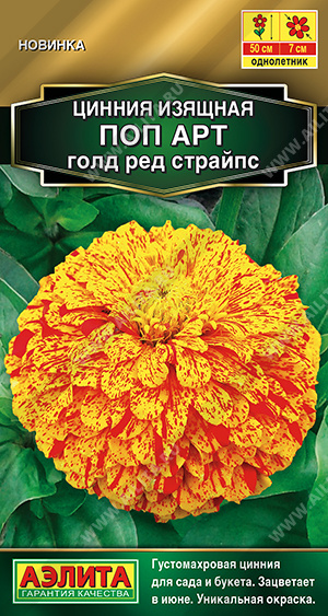 Цинния Поп арт голд ред страйпс