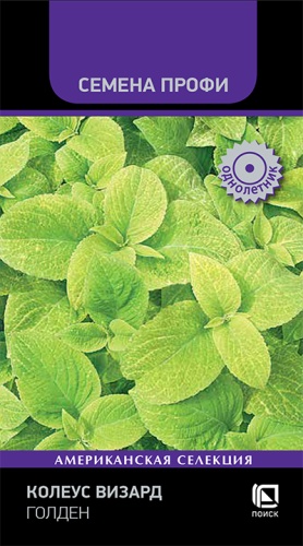 koleus_vizard_golden