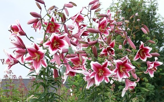 lilium-friso-1579