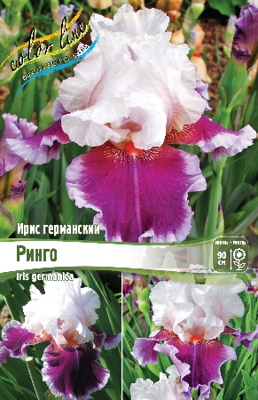Iris germanica Ringo