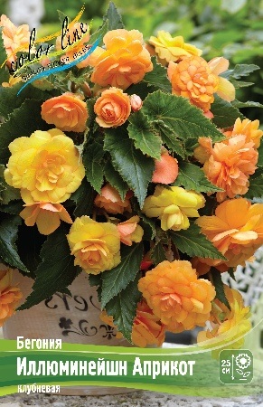 Begonia%20Illumination%20Apricot 1