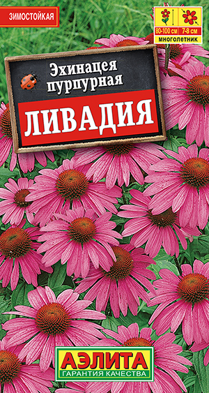 Эхинацея пурпурная Ливадия_ЦП