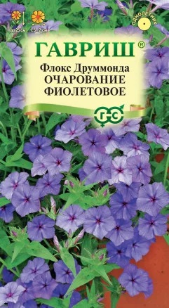Флокс очарование фиолетовое