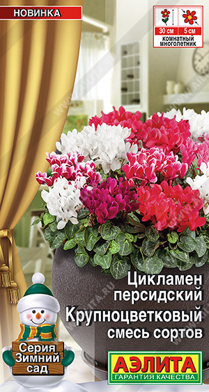 Цикламен Крупноцветковый