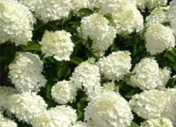 Сильвер Доллар