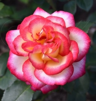 Роза Лео Ферре