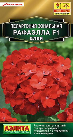 Пеларгония Рафаэлла F1 алая_ЦП