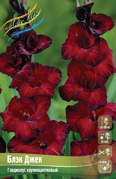 Gladiolus%20Black%20Jack 1