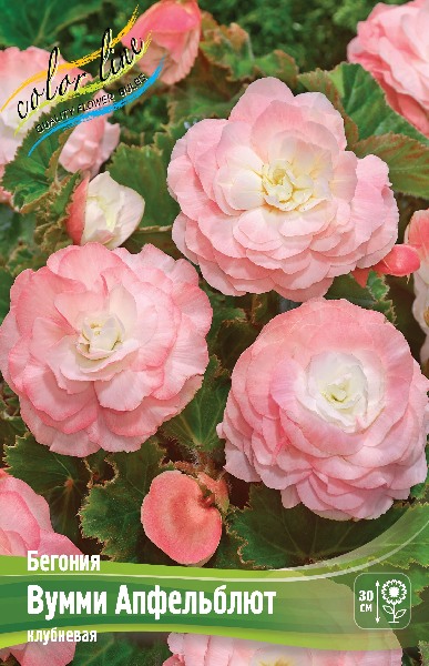 Begonia Wummi Apfelblute
