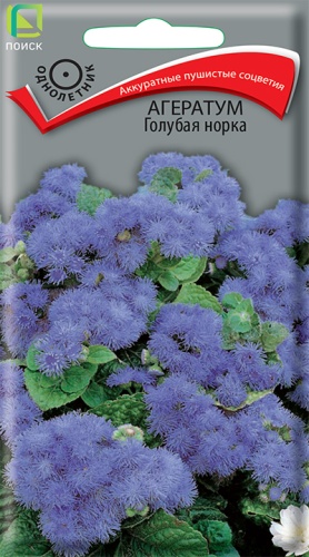 ageratum_golubaya_norka