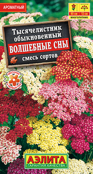 Тысячелистник Волшебные сны, смесь сортов_ЦП
