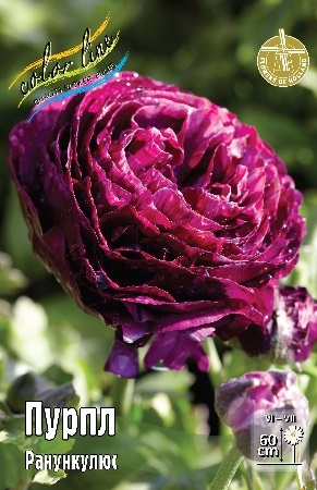 Ranunculus%20Purple 1