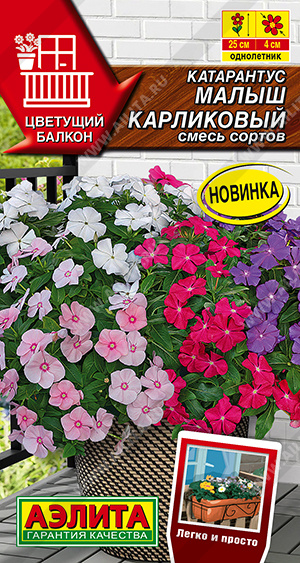 Катарантус Малыш карликовый