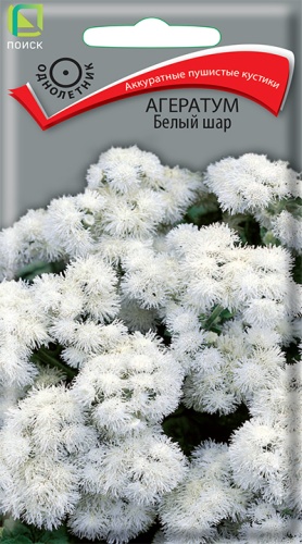 ageratum_bely_shar