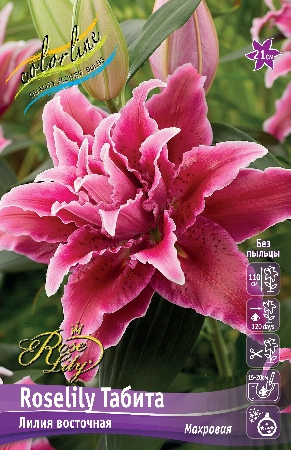 Lilium Roselily Tabitha