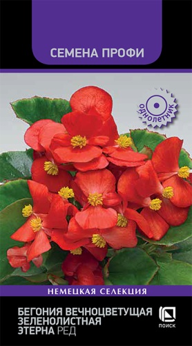 begoniya_vechn_zelen_eterna_red