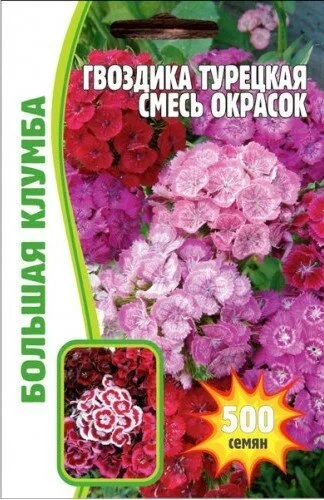Гвоздика турецкая