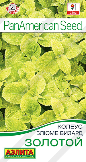 Колеус Золотой