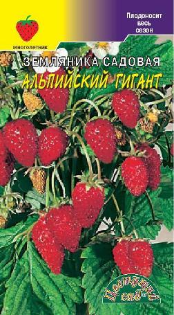 Земляника гигант